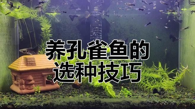 孔雀龍魚哪個品種最貴？（孔雀龍魚品種大揭秘） 孔雀龍魚哪個品種最貴？（孔雀龍魚品種大揭秘） 龍魚百科 第9張