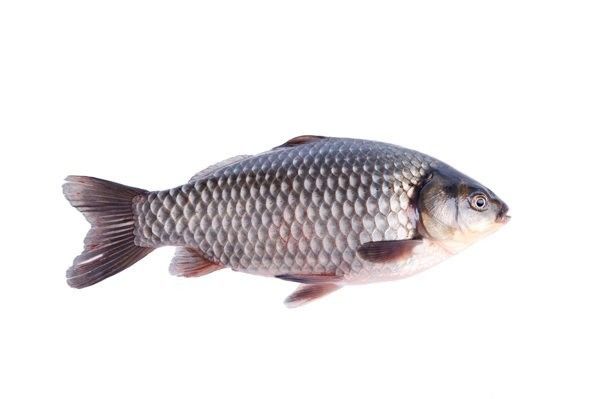哪些抗生素對(duì)龍魚鰓蓋腐爛有效（魚鰓蓋腐爛用什么藥治療效果好龍魚鰓蓋腐爛有效嗎） 哪些抗生素對(duì)龍魚鰓蓋腐爛有效（魚鰓蓋腐爛用什么藥治療效果好龍魚鰓蓋腐爛有效嗎） 龍魚百科 第3張
