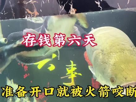 斑馬鴨嘴和龍魚混養需要多大的魚缸（愛養魚的龍龍撒旦鴨嘴怎么養）