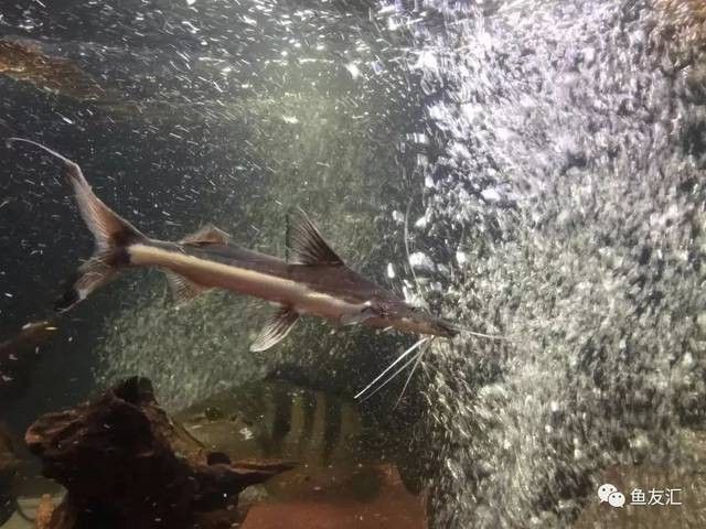 斑馬鴨嘴和龍魚混養需要多大的魚缸（愛養魚的龍龍撒旦鴨嘴怎么養）