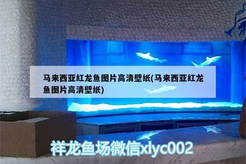 馬來西亞紅龍魚圖片高清壁紙(馬來西亞紅龍魚圖片高清壁紙) 馬來西亞紅龍魚圖片高清壁紙(馬來西亞紅龍魚圖片高清壁紙) 觀賞魚百科