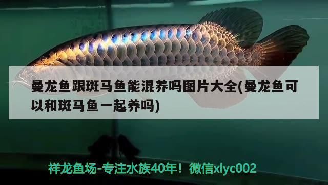 曼龍魚跟斑馬魚能混養嗎圖片大全(曼龍魚可以和斑馬魚一起養嗎)
