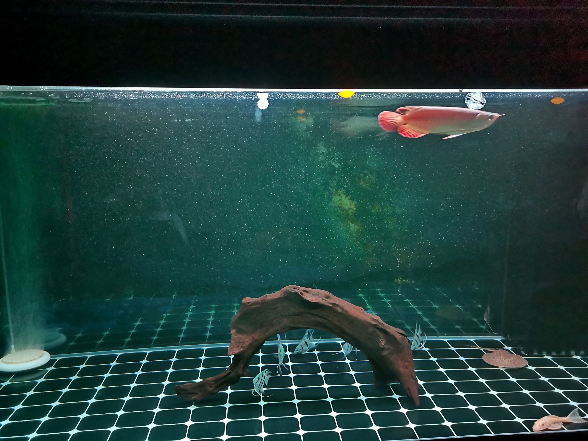 治療龍魚掉眼的好辦法（如何治療龍魚掉眼）