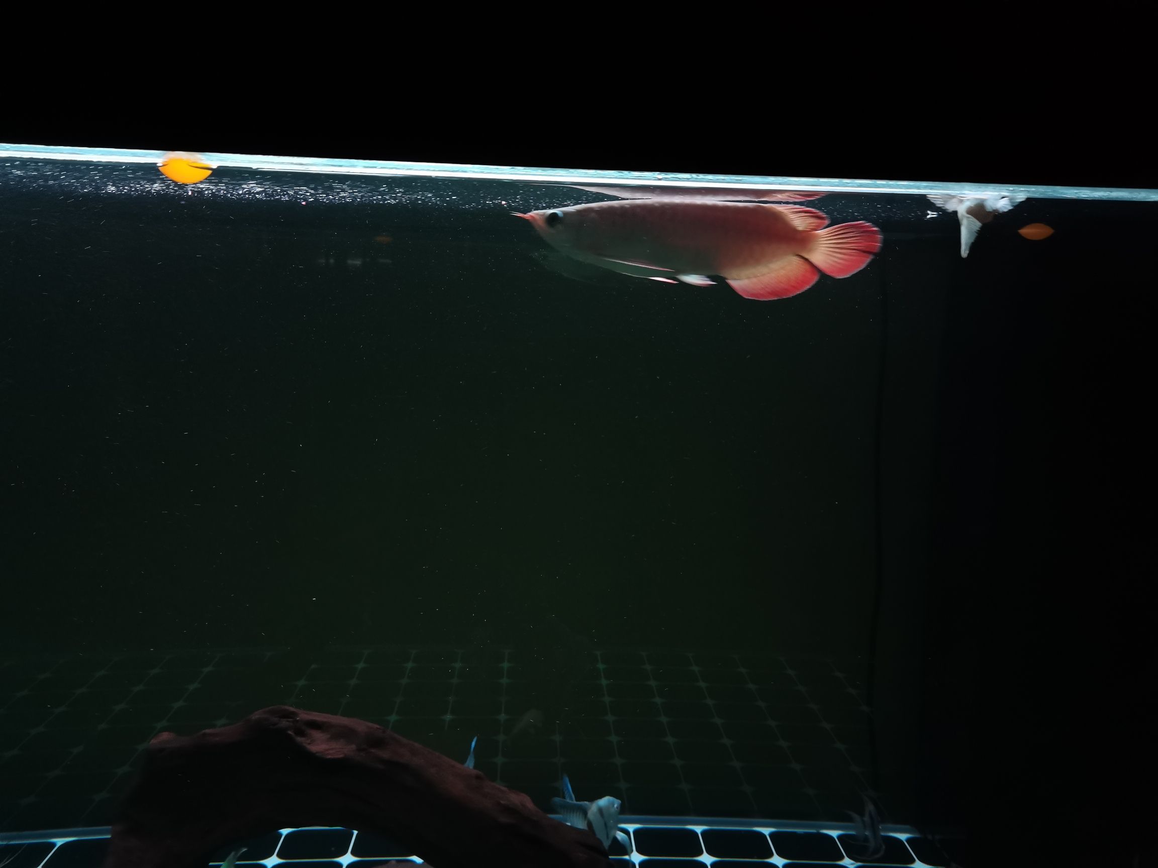 治療龍魚掉眼的好辦法（如何治療龍魚掉眼）
