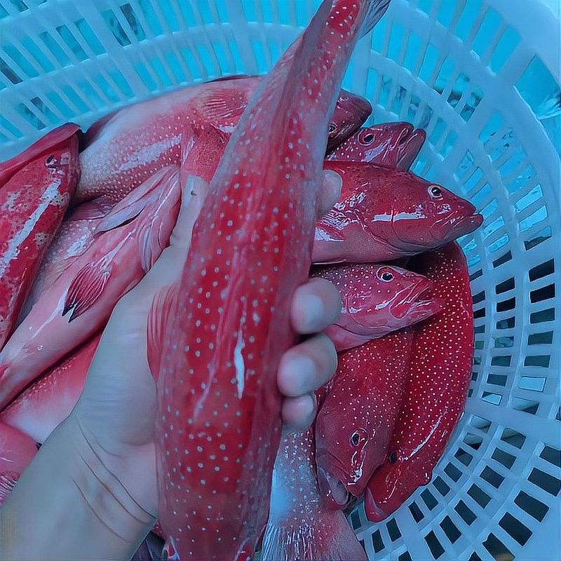 斑紋龍魚的市場需求如何
