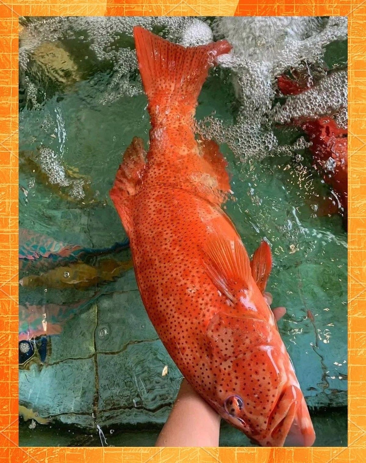 斑紋龍魚的市場需求如何