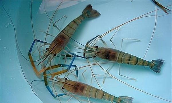 斑紋龍魚的市場需求如何