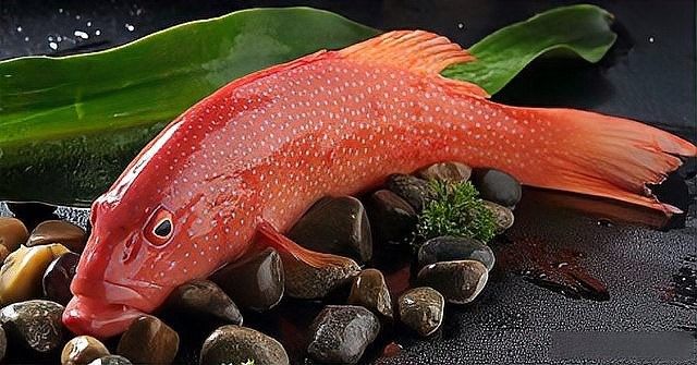 斑紋龍魚的市場需求如何
