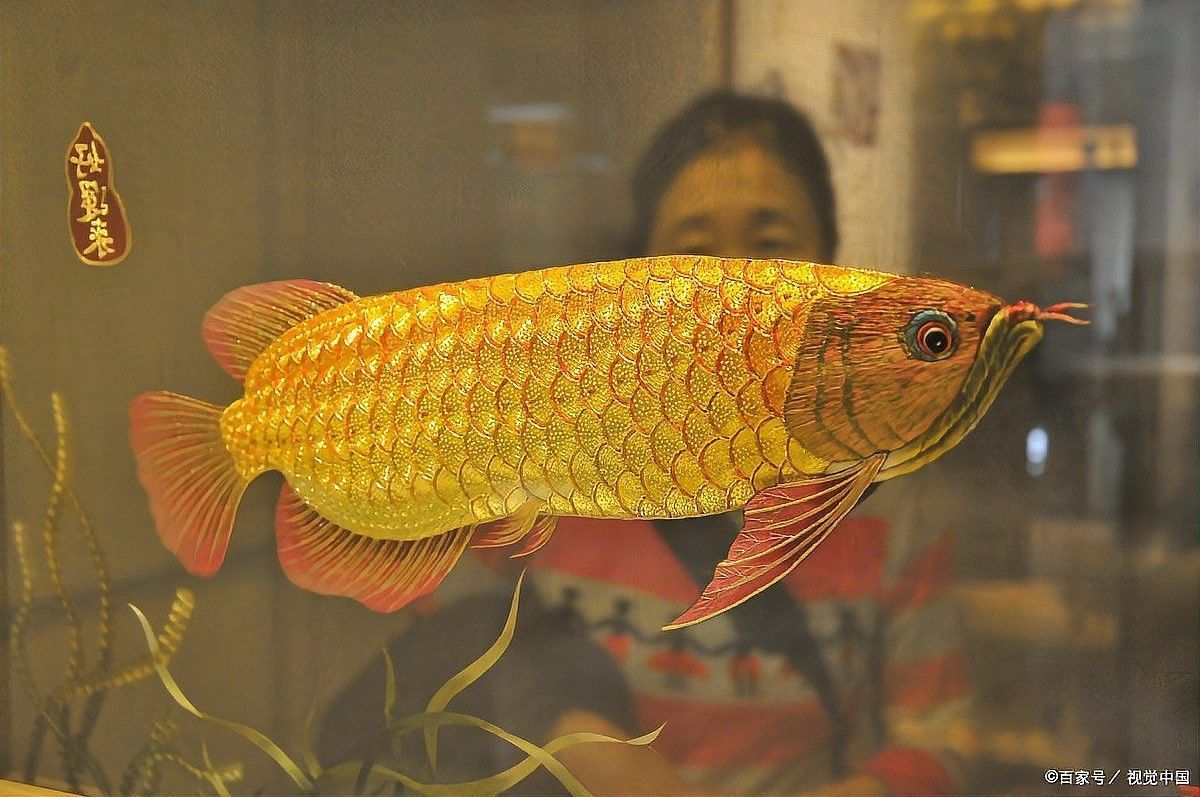 白金龍魚為何價格如此昂貴？（白金龍魚為何如此昂貴） 白金龍魚為何價格如此昂貴？（白金龍魚為何如此昂貴） 龍魚百科 第12張
