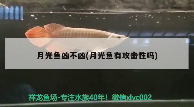 月光魚兇不兇(月光魚有攻擊性嗎) 月光魚兇不兇(月光魚有攻擊性嗎) 觀賞魚百科