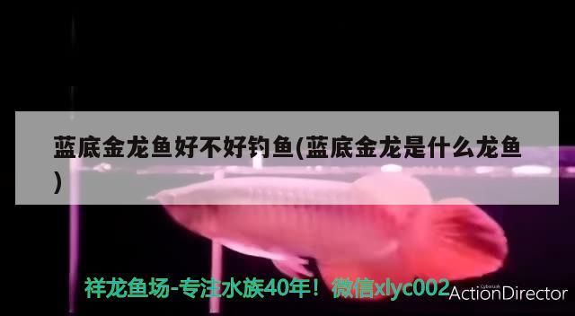 藍(lán)底金龍魚好不好釣魚(藍(lán)底金龍是什么龍魚)