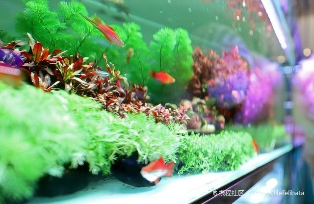 鞍山鐵西哪個水族館龍魚好？祥龍魚場龍魚（鞍山哪個水族館龍魚好） 鞍山鐵西哪個水族館龍魚好？祥龍魚場龍魚（鞍山哪個水族館龍魚好） 龍魚百科 第1張