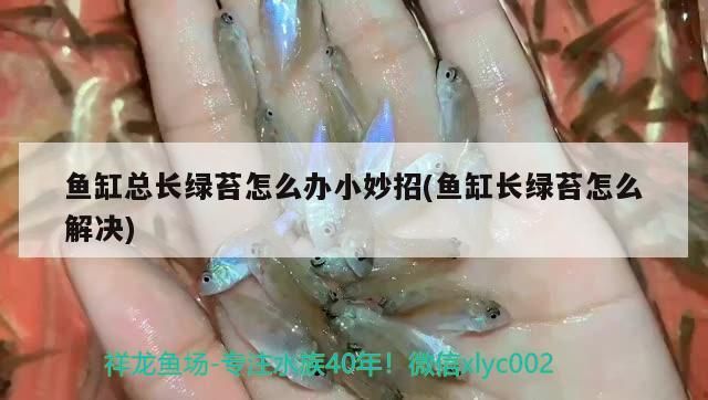 魚缸總長綠苔怎么辦小妙招(魚缸長綠苔怎么解決)