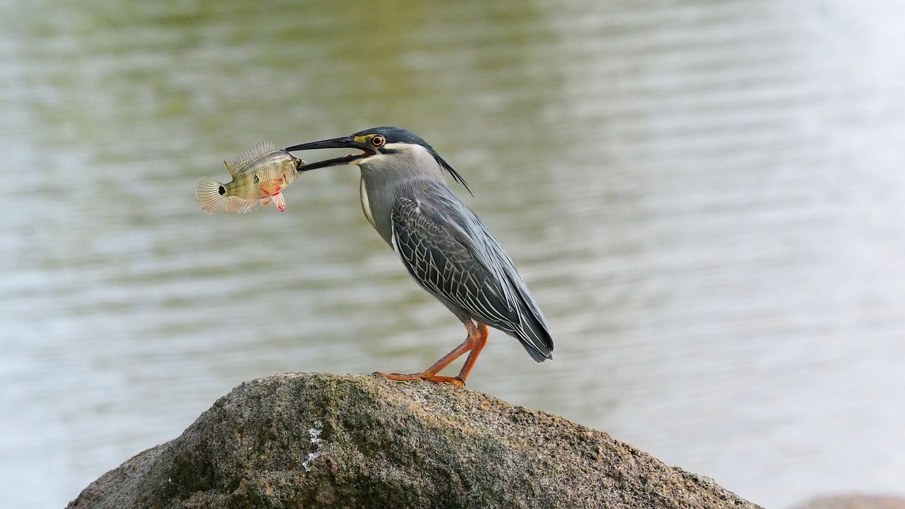 10公分龍魚苗喂什么最好，10公分的金龍魚好養(yǎng)嗎（10公分金龍魚喂什么最好，10公分的金龍魚好養(yǎng)嗎） 10公分龍魚苗喂什么最好，10公分的金龍魚好養(yǎng)嗎（10公分金龍魚喂什么最好，10公分的金龍魚好養(yǎng)嗎） 觀賞魚百科 第2張