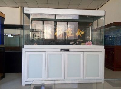 保定彩鰈魚缸專賣店:保定彩鰈魚缸專賣店彩蝶魚缸 觀賞魚百科 第5張 保定彩鰈魚缸專賣店:保定彩鰈魚缸專賣店彩蝶魚缸 保定彩鰈魚缸專賣店:保定彩鰈魚缸專賣店彩蝶魚缸 觀賞魚百科 第5張