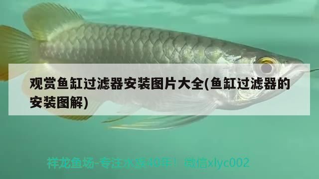 魚缸干濕分離盒設計圖(diy魚缸干濕分離盒) 魚缸干濕分離盒設計圖(diy魚缸干濕分離盒) 觀賞魚百科