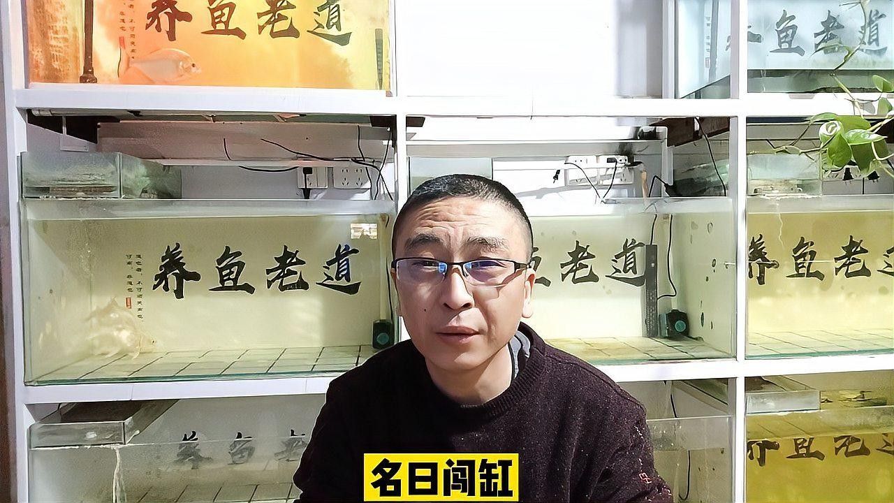 巴西亞魚和龍魚混養需要多大的魚缸