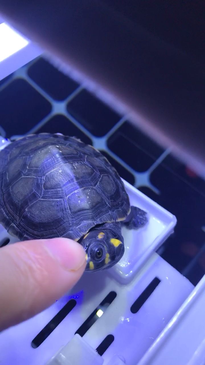 紅河哈尼族彝族自治州水族館挺有脾氣的(云南省紅河哈尼族彝族自治州水族館) 觀賞魚百科 第2張 紅河哈尼族彝族自治州水族館挺有脾氣的(云南省紅河哈尼族彝族自治州水族館) 紅河哈尼族彝族自治州水族館挺有脾氣的(云南省紅河哈尼族彝族自治州水族館) 觀賞魚百科 第2張