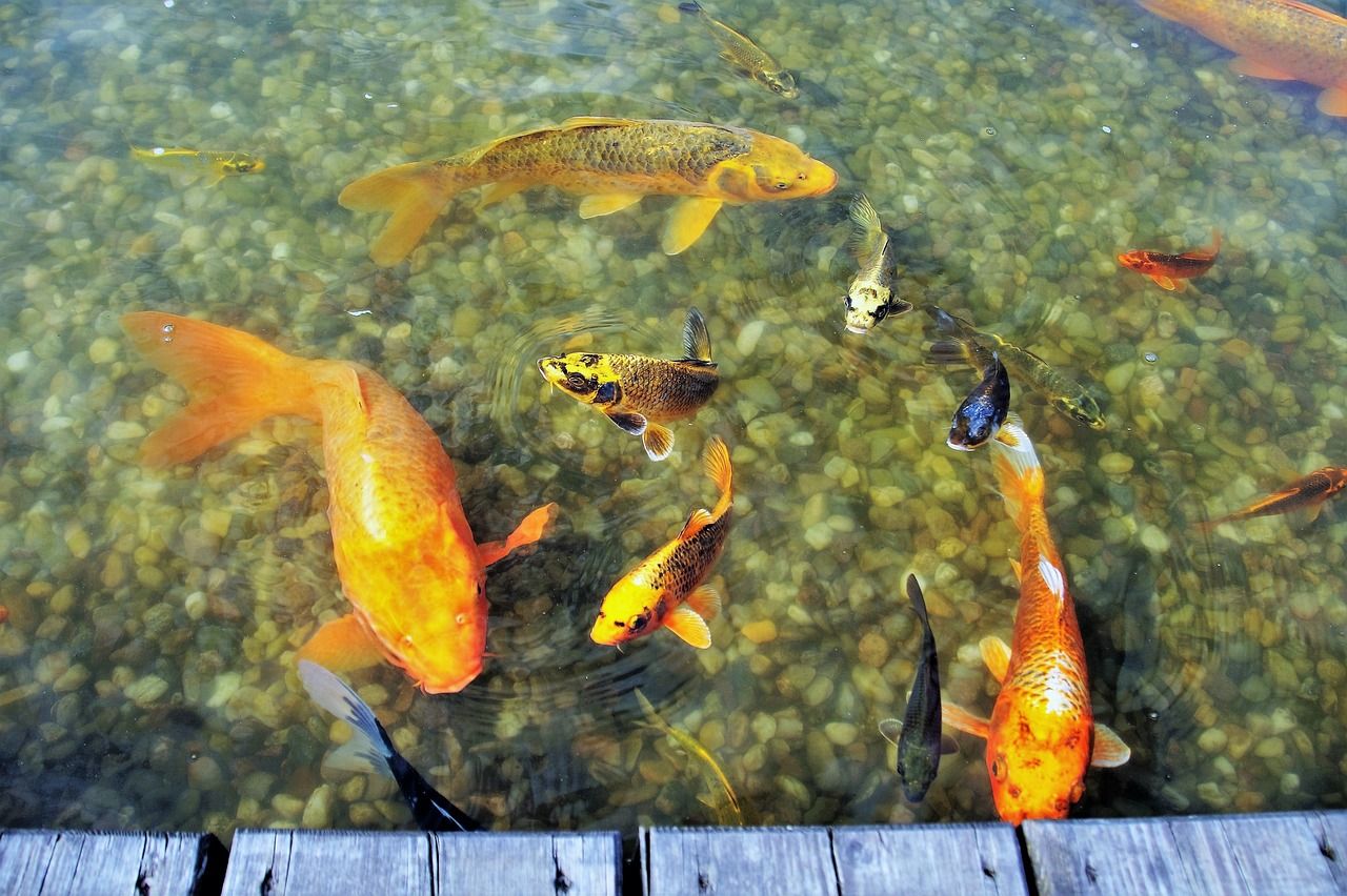 紅河哈尼族彝族自治州水族館挺有脾氣的(云南省紅河哈尼族彝族自治州水族館) 觀賞魚百科 第3張 紅河哈尼族彝族自治州水族館挺有脾氣的(云南省紅河哈尼族彝族自治州水族館) 紅河哈尼族彝族自治州水族館挺有脾氣的(云南省紅河哈尼族彝族自治州水族館) 觀賞魚百科 第3張