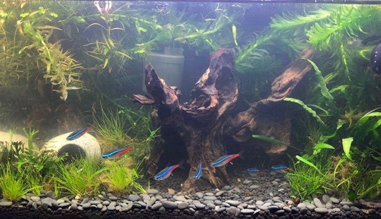 七彩雷龍魚混養需要多大的缸