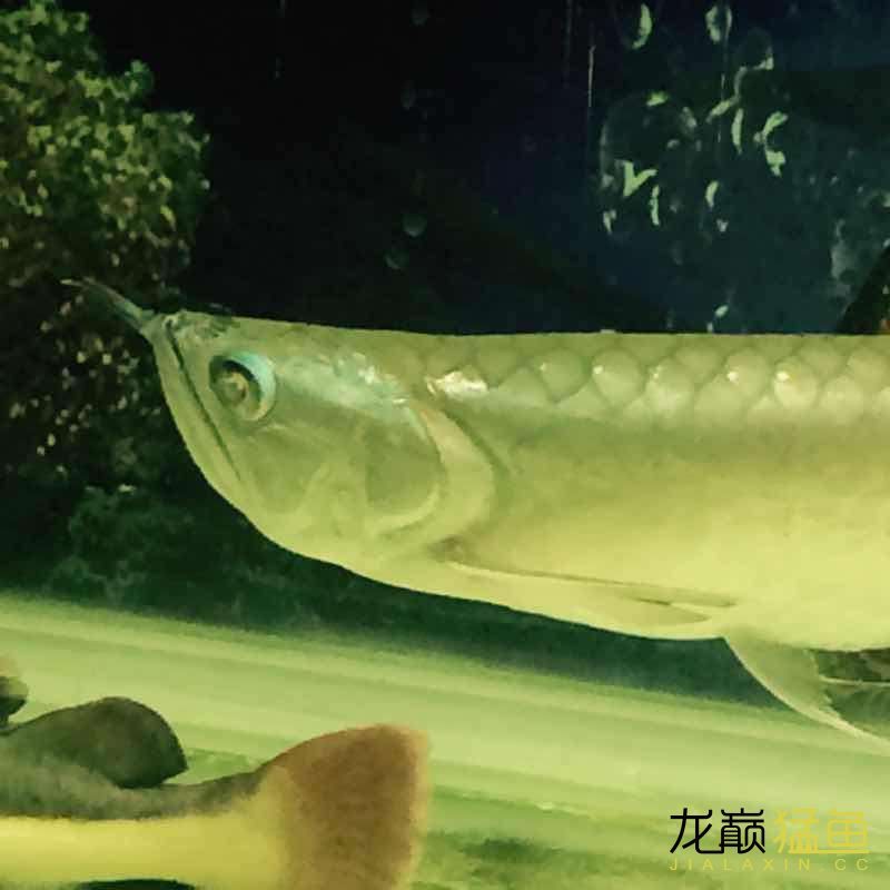 銀龍眼睛病了 大家看看怎么治療（銀龍眼睛病了大家看看怎么治療）