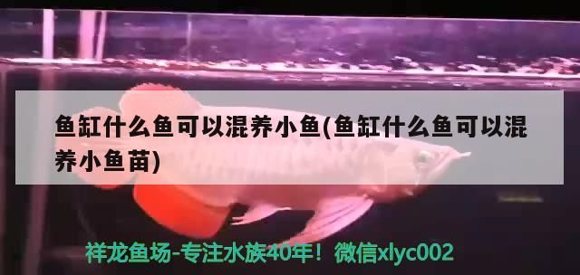 魚(yú)缸什么魚(yú)可以混養(yǎng)小魚(yú)(魚(yú)缸什么魚(yú)可以混養(yǎng)小魚(yú)苗)（魚(yú)缸什么魚(yú)可以混養(yǎng)小魚(yú)）