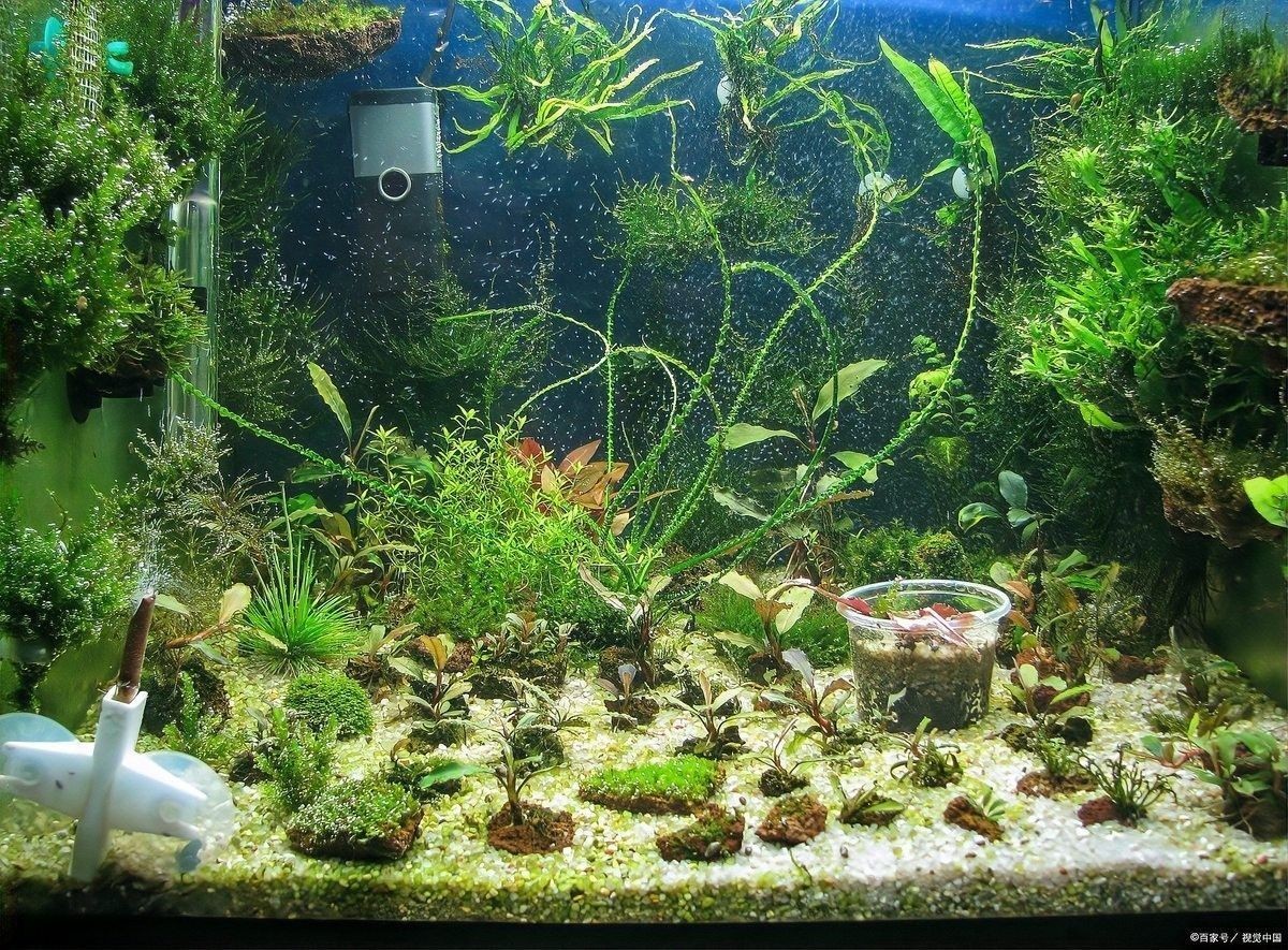 如何調整金龍魚缸的pH值（如何調整金龍魚缸的ph值？）