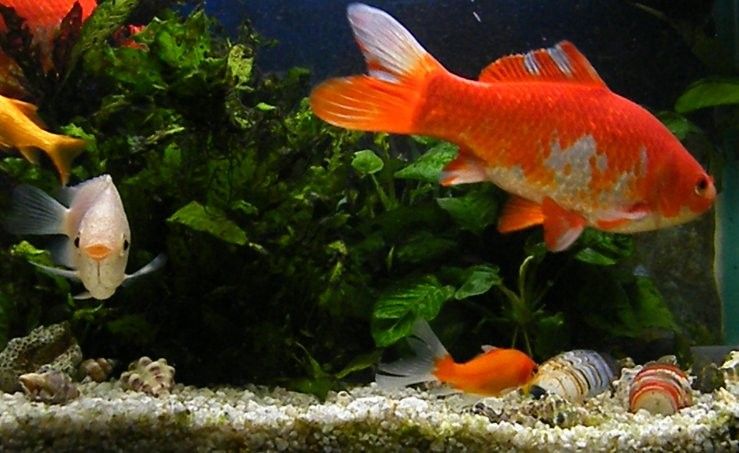 如何調整金龍魚缸的pH值（如何調整金龍魚缸的ph值？）