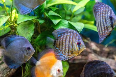 龍魚趴缸底不動怎么回事（龍魚趴缸底不動怎么回事兒）