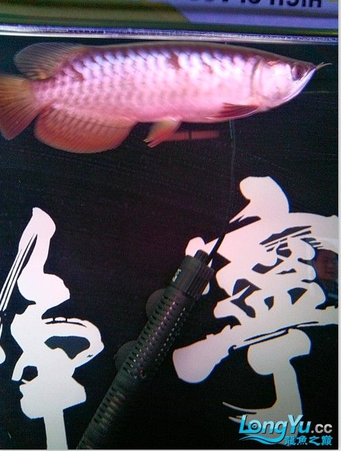 給我幾張高背金龍魚成魚圖片（如何在網上找到高背金龍魚成魚的圖片）