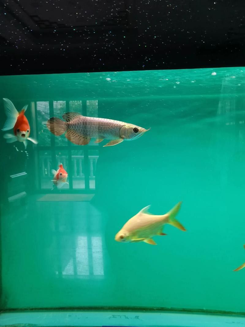 給我幾張高背金龍魚成魚圖片（如何在網上找到高背金龍魚成魚的圖片）