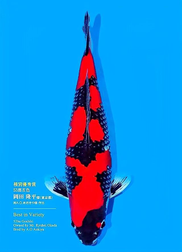 如何預(yù)防龍魚凸眼（如何預(yù)防龍魚凸眼的發(fā)生）