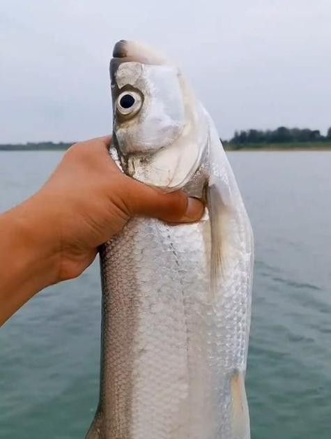 龍魚和翹嘴的價格差異大嗎