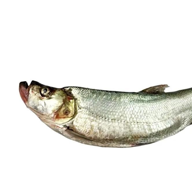 龍魚和翹嘴的價格差異大嗎