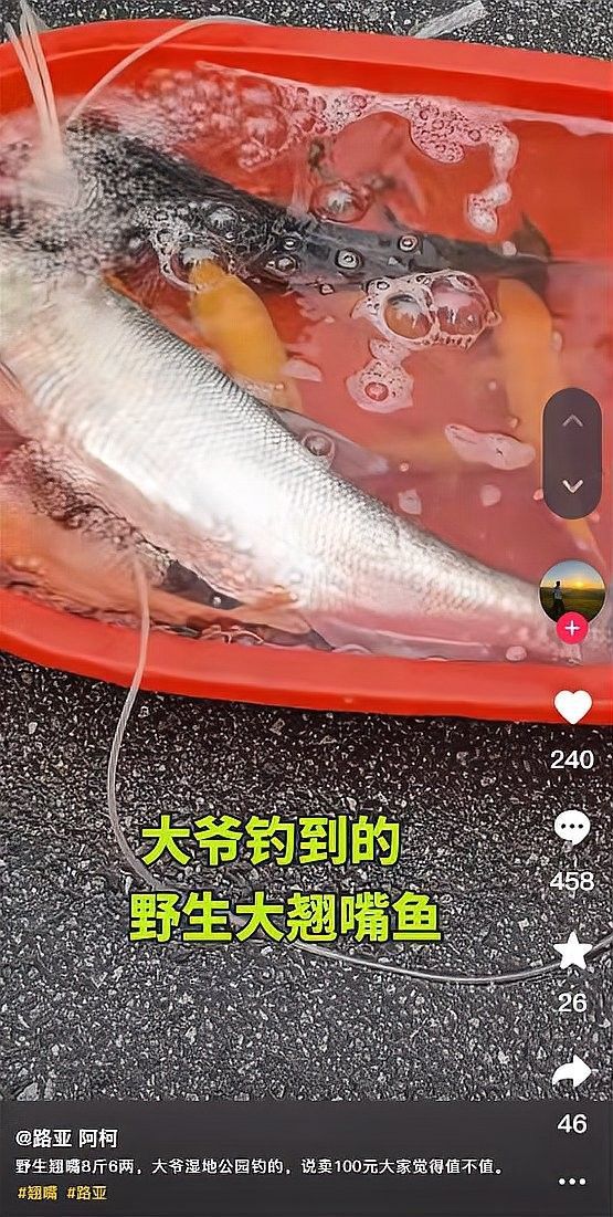 龍魚和翹嘴的價格差異大嗎