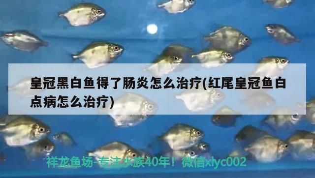 皇冠黑白魚(yú)得了腸炎怎么治療(紅尾皇冠魚(yú)白點(diǎn)病怎么治療)（孔雀魚(yú)得了腸炎怎么辦）