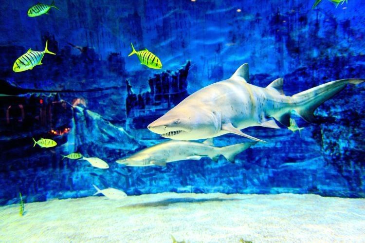 河西哪個水族館龍魚好？祥龍魚場龍魚