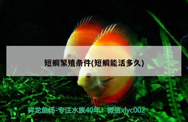 短鯛繁殖條件(短鯛能活多久) 短鯛繁殖條件(短鯛能活多久) 觀賞魚百科