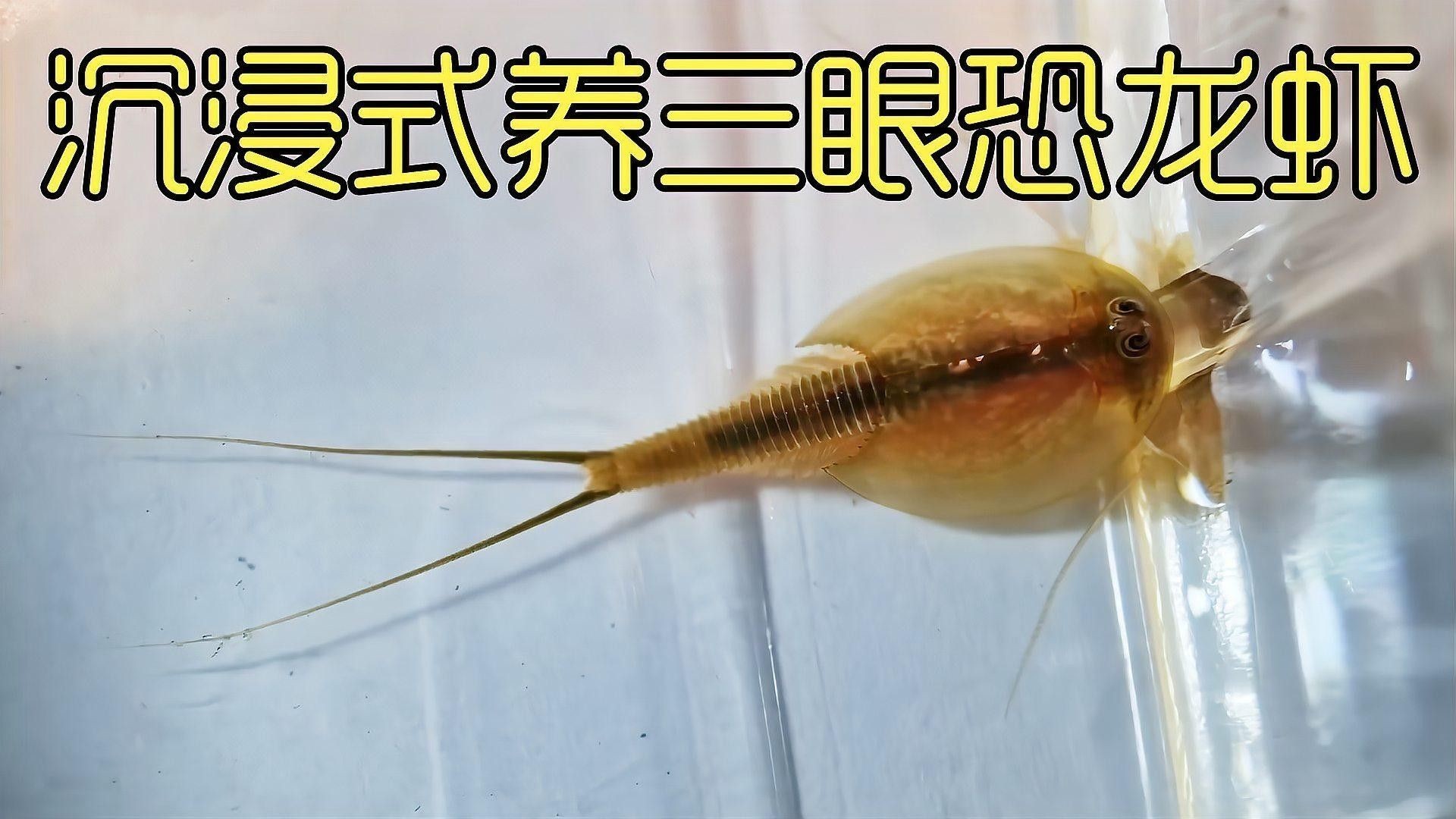 恐龍魚缸需要多大的空間？（恐龍魚缸尺寸選擇）