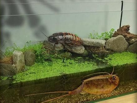恐龍魚缸需要多大的空間？（恐龍魚缸尺寸選擇）