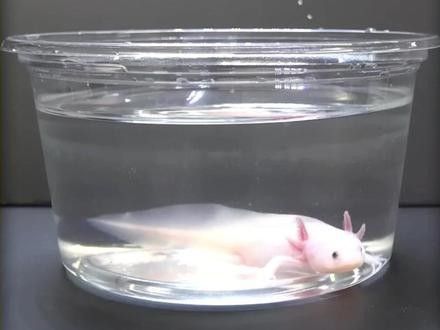 恐龍魚缸需要多大的空間？（恐龍魚缸尺寸選擇）