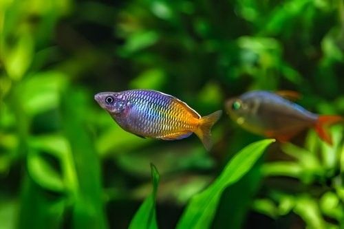 黃曼龍魚繁殖需要多長時間（曼龍魚的繁殖周期）