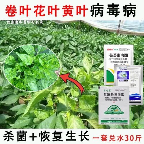 毒椒系列的價(jià)格范圍 毒椒系列的價(jià)格范圍 龍魚百科 第3張