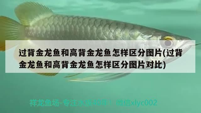 過背金龍魚和高背金龍魚怎樣區分圖片(過背金龍魚和高背金龍魚怎樣區分圖片對比)（過背金龍魚和高背金龍魚區別） 過背金龍魚和高背金龍魚怎樣區分圖片(過背金龍魚和高背金龍魚怎樣區分圖片對比)（過背金龍魚和高背金龍魚區別） 觀賞魚百科