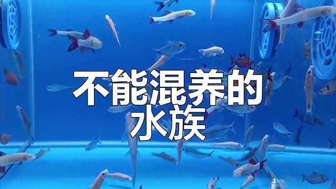 哪些魚不適合混養？ 哪些魚不適合混養？ 龍魚百科 第2張