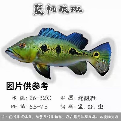 短身金龍魚的價格是多少（短身金龍魚價格多少錢一條）
