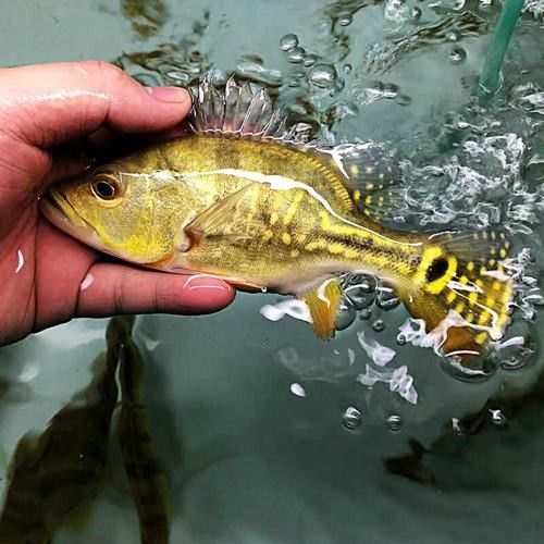短身金龍魚的價格是多少（短身金龍魚價格多少錢一條）