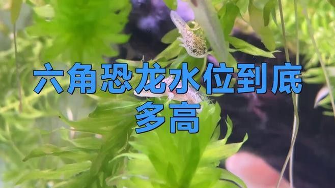 如何判斷六角龍魚是否適應(yīng)新水（判斷六角龍魚是否適應(yīng)新水的能力是養(yǎng)魚愛好者普遍關(guān)心的問題）