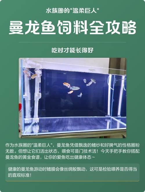 曼龍魚可以喂哪些活餌？ 曼龍魚可以喂哪些活餌？ 龍魚百科 第3張