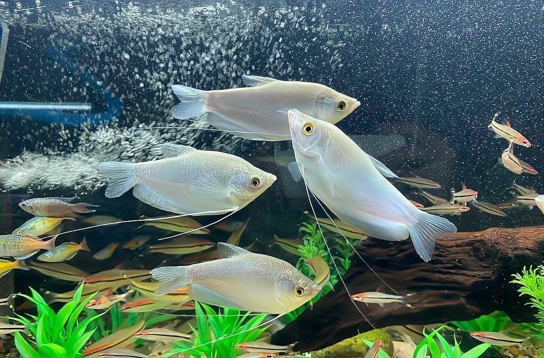 曼龍魚可以喂哪些活餌？ 曼龍魚可以喂哪些活餌？ 龍魚百科 第9張